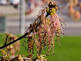 ACER NEGUNDO.jpg
